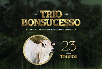 LEILÃO TRIO BONSUCESSO TOUROS